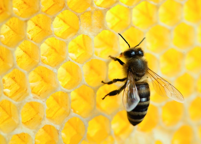 bee in honeycomb close-up shot