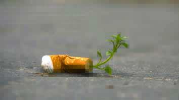 Conoce-los-nuevos-cigarros-ecológicos-un-apoyo-a-la-naturaleza-1